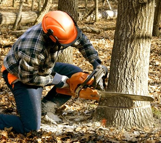 Tree Removal in Riley, KS